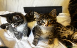 Norwegian Forest Cat cats for sale: Beautiful fluffy kittens - Image 12