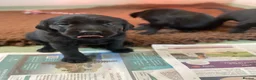 Mixed Breed dogs for sale: Puppies for sale  - Advert 5