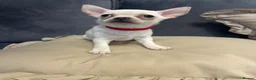 Chihuahua dogs for sale: Chihuahua  in Walsall - Advert 4