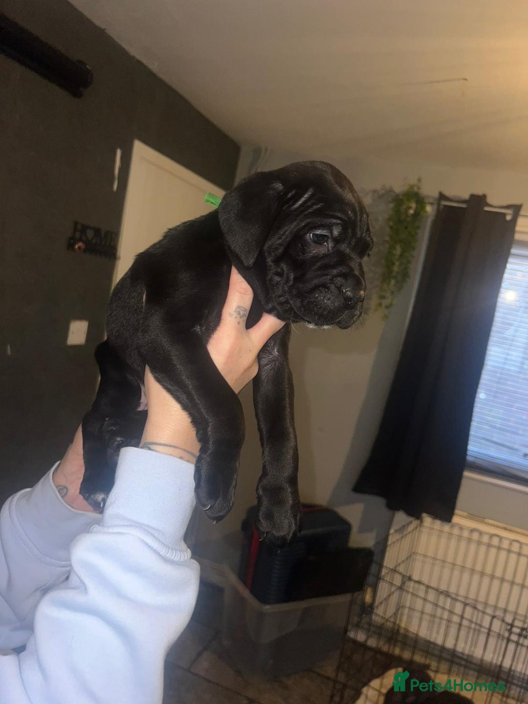 Cane Corso dogs for sale: Cane Corso Pups - Advert 20
