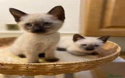 Siamese cats for sale: 💙 Only 1 boy kitten left – Ready now 💙 - Image 2