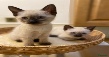Siamese cats - Advert 5