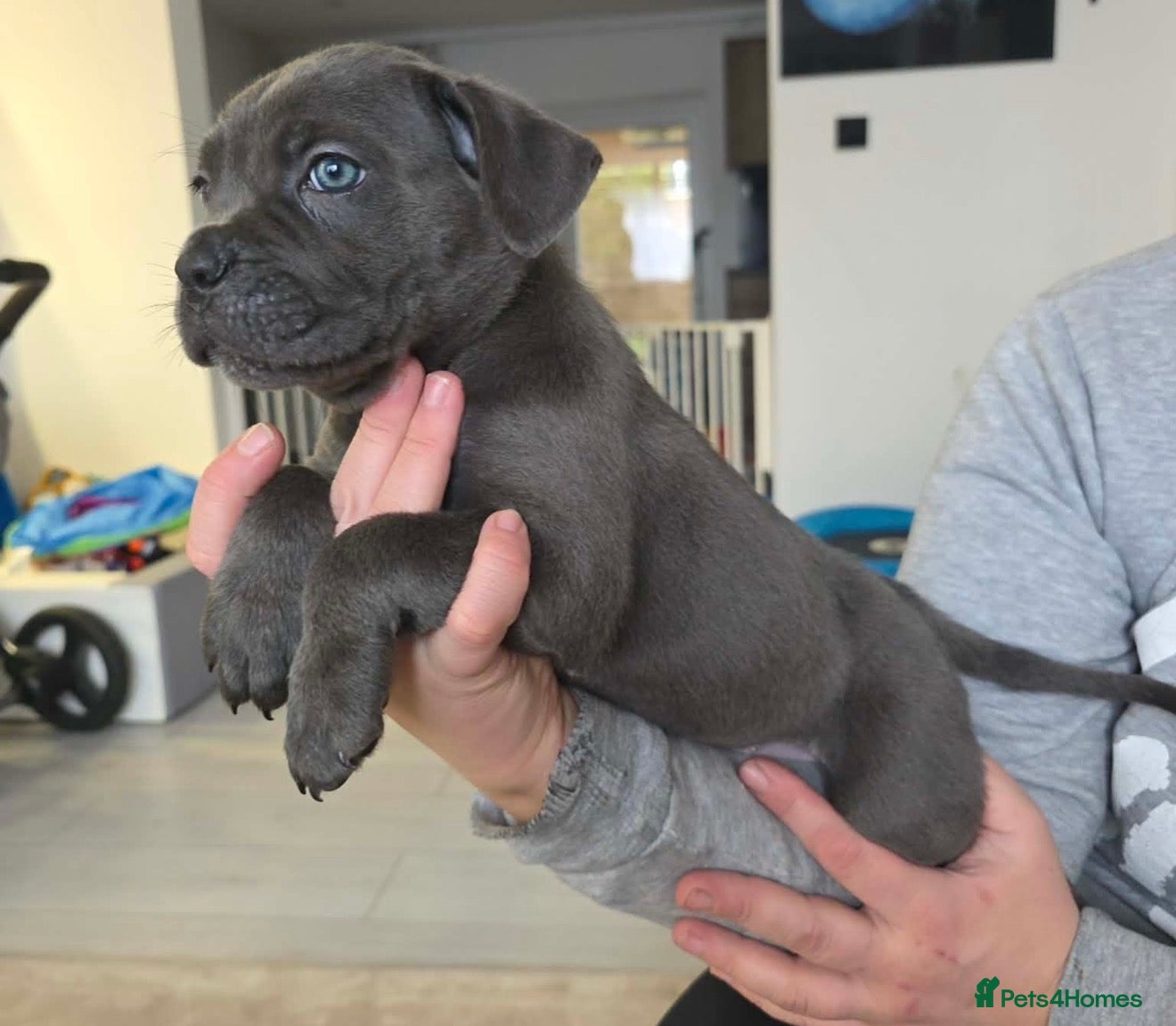 Cane Corso dogs READY TO LEAVE 🥰ICF/ICCF Champion 6th GENERATIOn - Advert 13