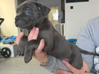 Cane Corso dogs READY TO LEAVE 🥰ICF/ICCF Champion 6th GENERATIOn - Advert 3