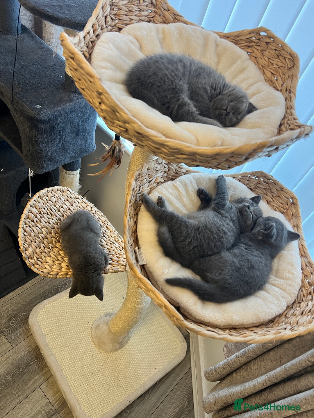 British Shorthair cats for sale: British shorthair hair kittens  - Image 4
