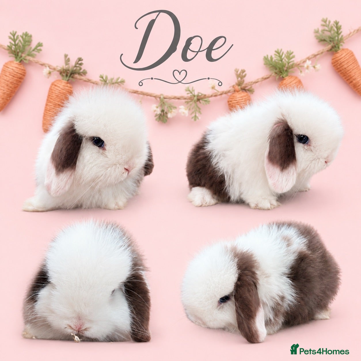Mini Lop rabbits Chocolate & Brown VM Mini Lop Doe - Advert 9