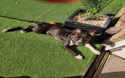 Staffordshire Bull Terrier dogs for sale: Beautiful staffy - Image 2