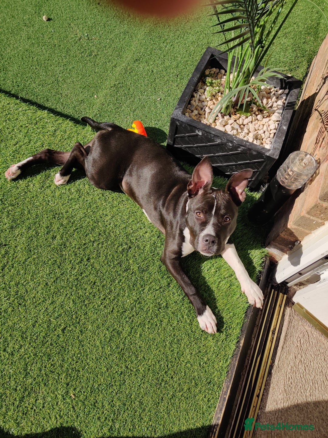 Staffordshire Bull Terrier dogs for sale: Beautiful staffy - Image 2