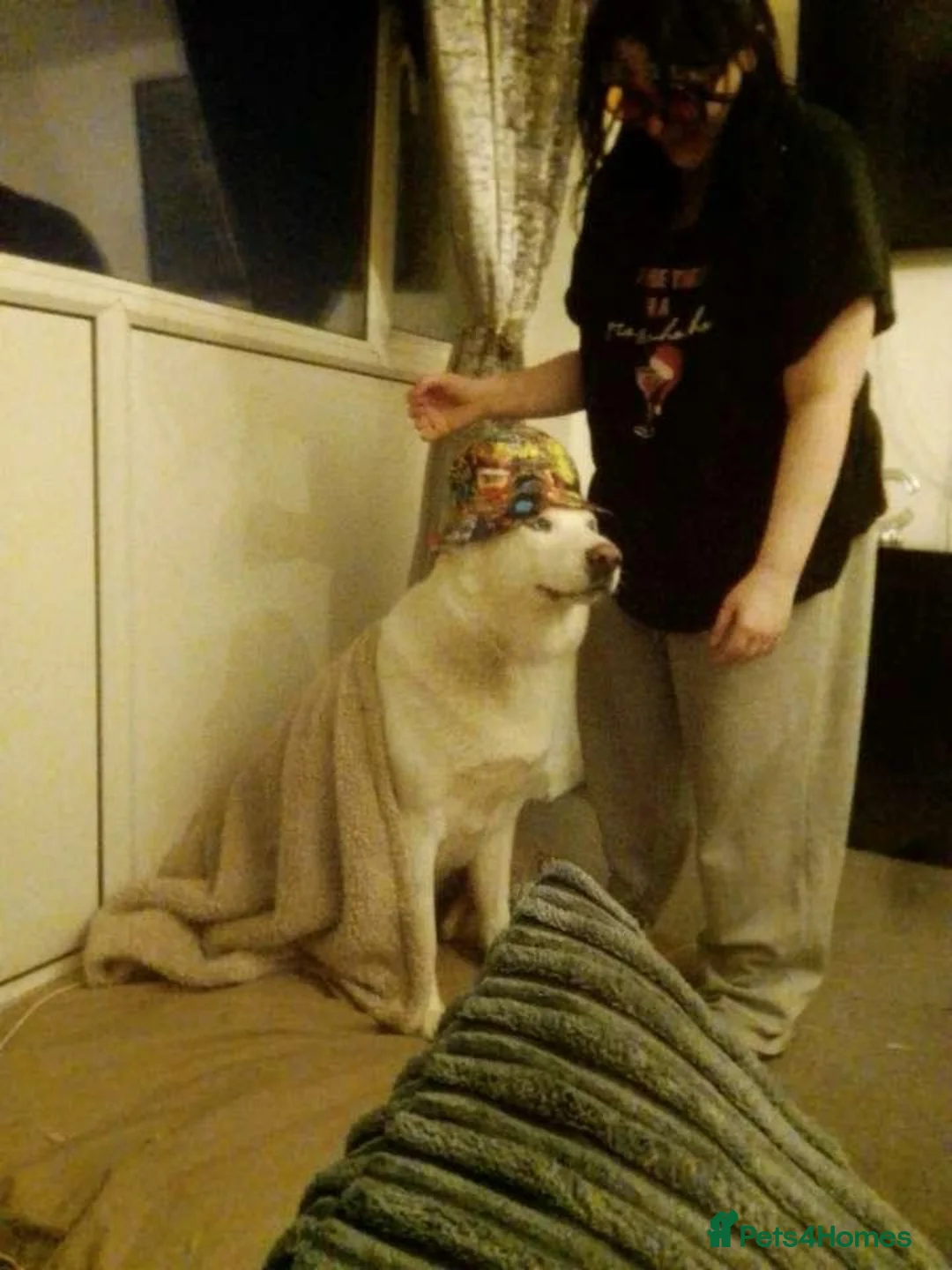 Siberian Husky dogs for sale: Alaska in Doncaster - Advert 1