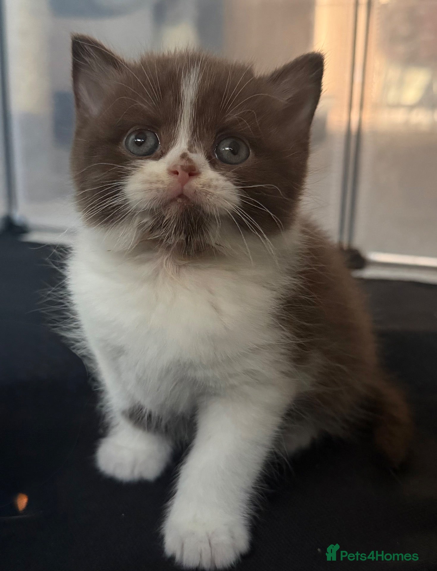 British Shorthair cats for sale: Chocolate bi-colour British shorthair kittens  - Advert 1
