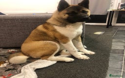 Akita dogs for sale: Akita puppies  - Image 17