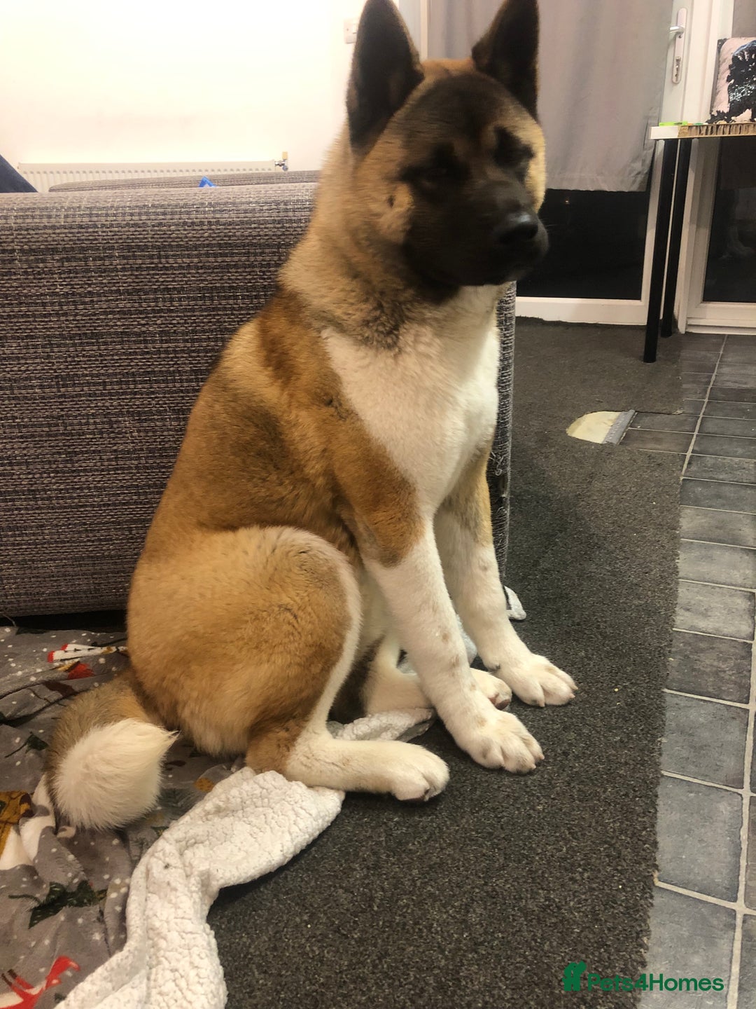 Akita dogs for sale: Akita puppies  - Image 17