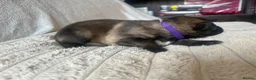 German Shepherd dogs for sale: 11 beautiful German shepherd puppies  in Ipswich - Advert 5