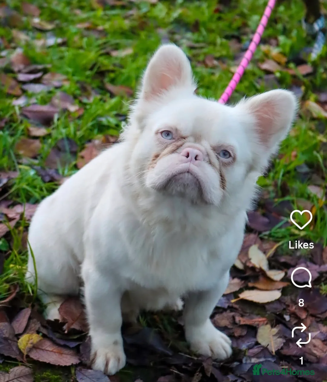 French Bulldog dogs for stud: ALPHA WOLF FOR STUD - Advert 2
