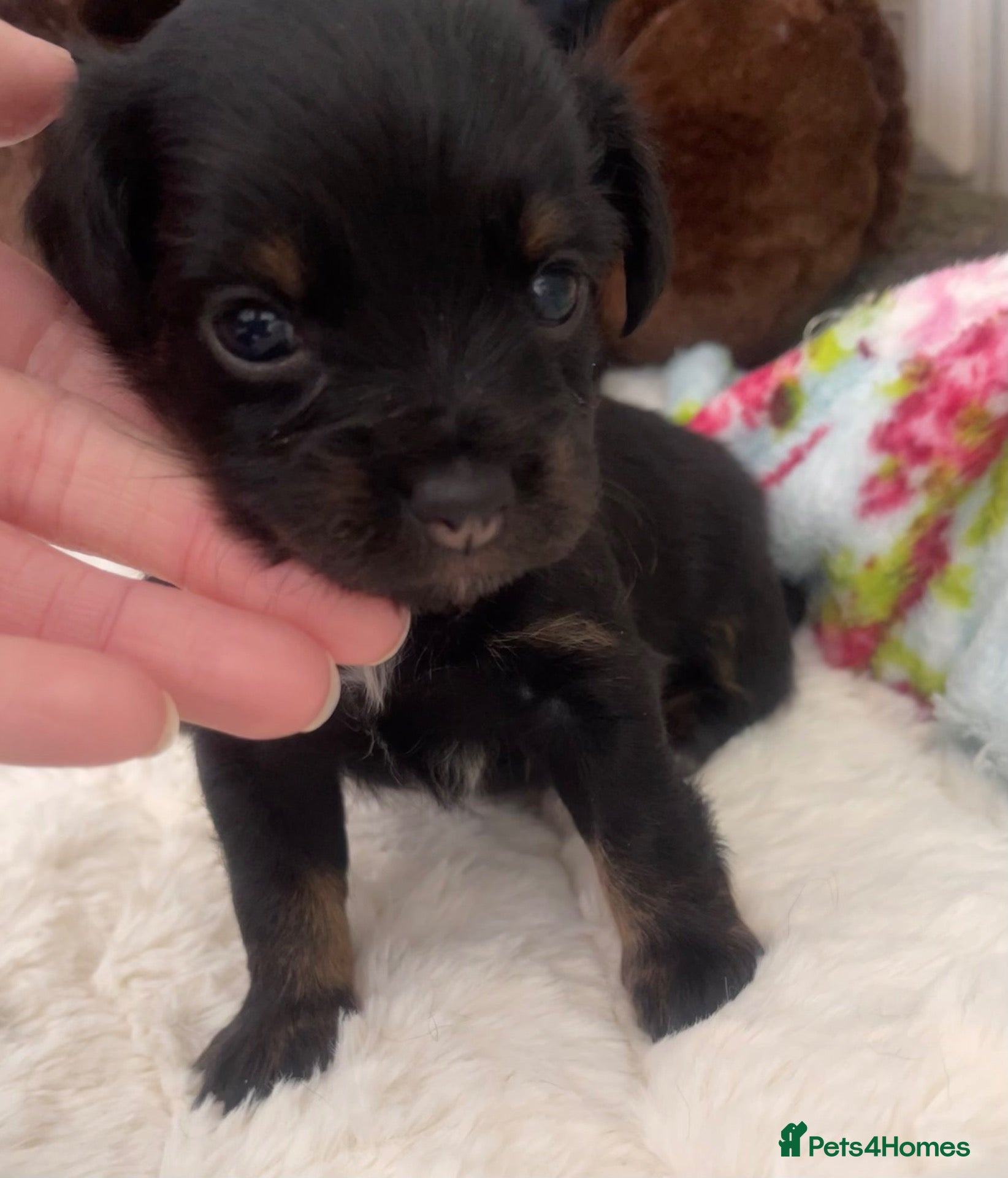 Jackapoo dogs Quality Jack Russel/Jackapoo Puppies 🐶  - Advert 2