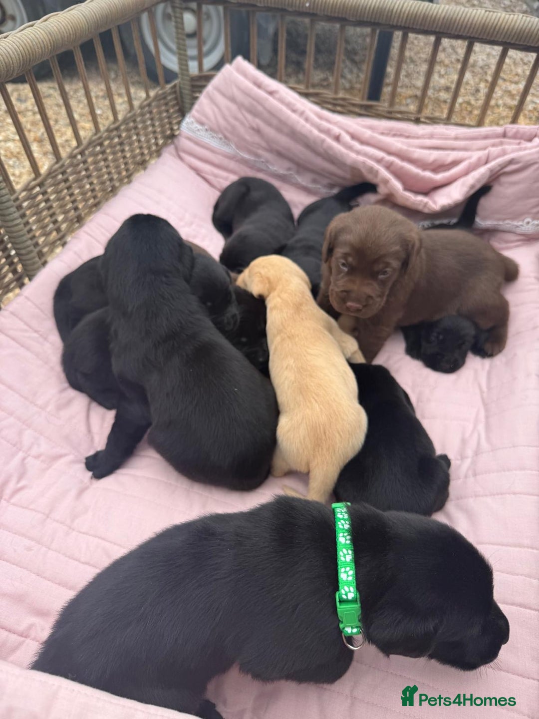 Labrador Retriever dogs for sale: Beautiful KC Registered Labrador Puppies - Image 8