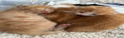 Mixed Breed cats for sale: Mother is a tortoiseshell - first litter  - Advert 5