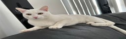 Turkish Angora cats for sale: Snowy  - Advert 3