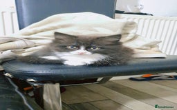 Mixed Breed cats for sale: 🐾 Adorable, persian crossed Kittens for Sale 🐾 - Image 7