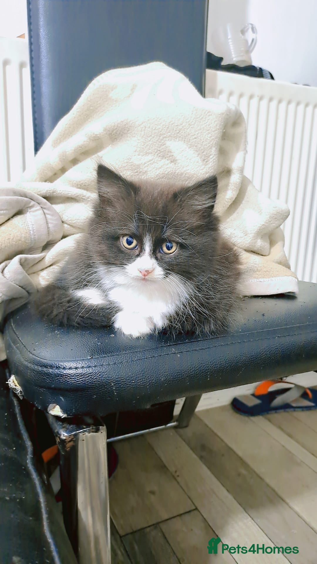 Mixed Breed cats for sale: 🐾 Adorable, persian crossed Kittens for Sale 🐾 - Image 7