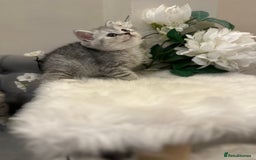 British Shorthair cats for sale: Silver Spotted Full Pedigree Registered BSH - Image 13