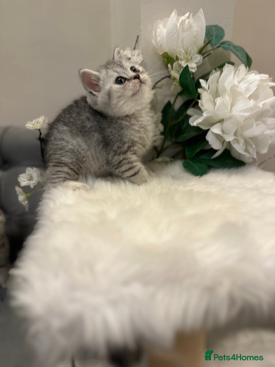 British Shorthair cats for sale: Silver Spotted Full Pedigree Registered BSH - Image 13