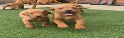 Labrador Retriever dogs for sale: Kc registered labrador puppies - Advert 9
