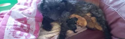 Jackapoo dogs for sale: Toy poodle x jackapoo pups in Rochester - Advert 1