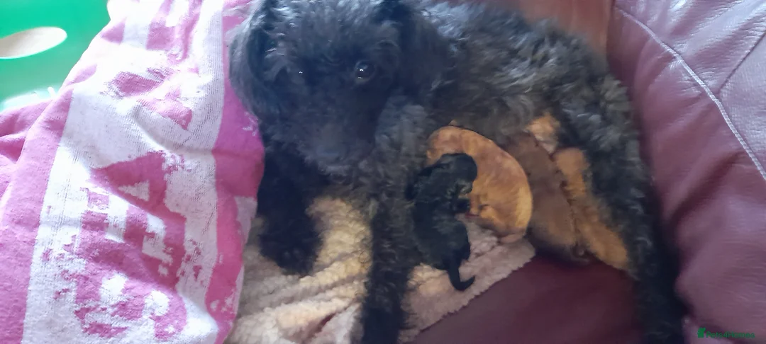 Jackapoo dogs for sale: Toy poodle x jackapoo pups in Rochester - Advert 1