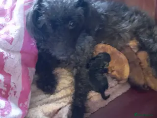 Jackapoo dogs Toy poodle x jackapoo pups - Advert 13
