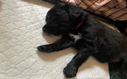 Mixed Breed dogs for sale: 🌟 Collie x Golden Retriever Puppies 🌟 - Image 34