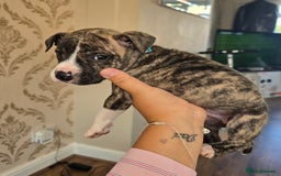 Staffordshire Bull Terrier dogs for sale: Staffie Pups - Image 15