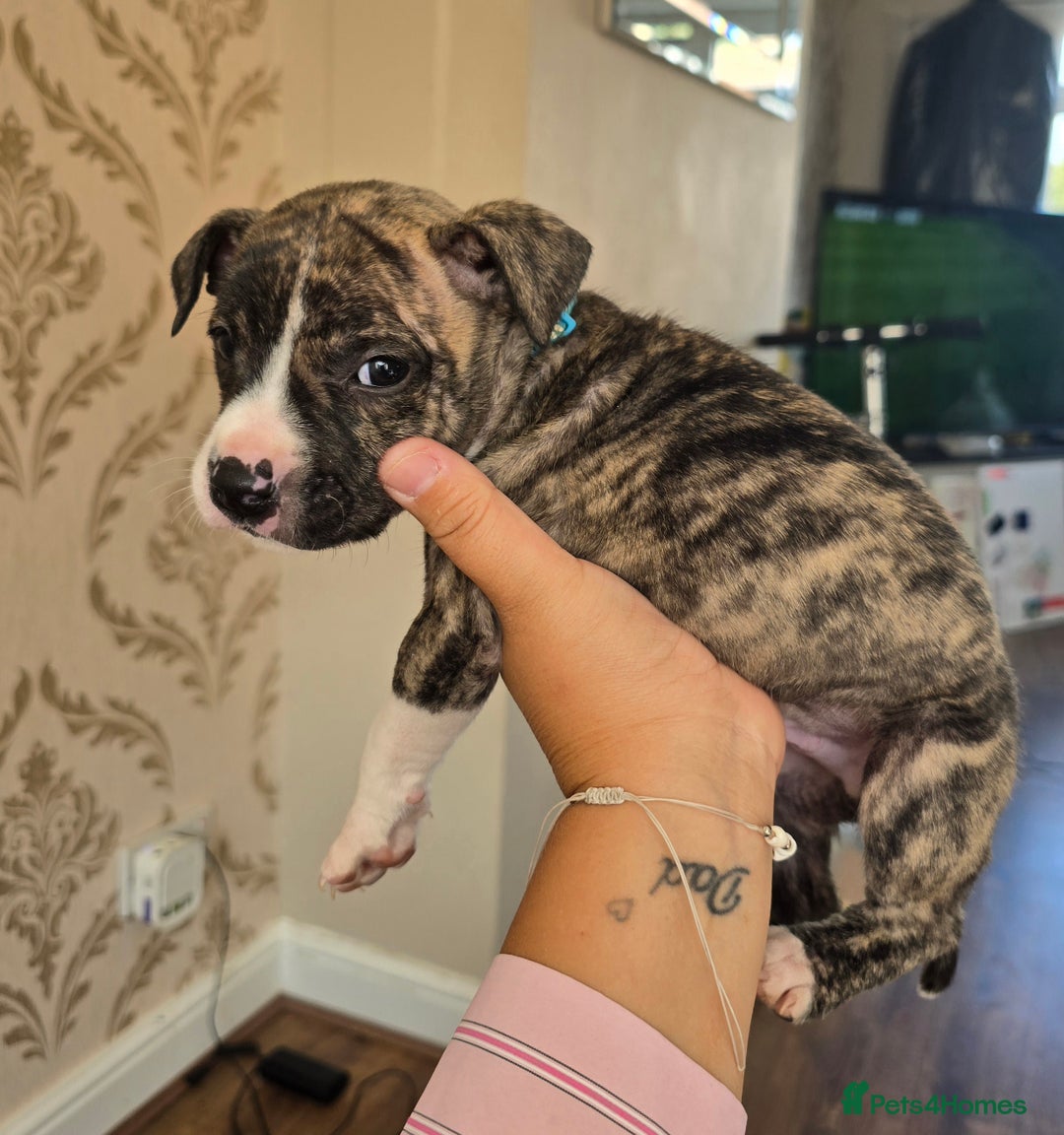 Staffordshire Bull Terrier dogs for sale: Staffie Pups - Image 15