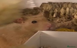 Hamster rodents for sale: Syrian hamster with bucatstate cage  - Image 3
