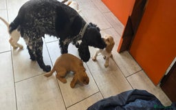 Cocker Spaniel dogs for sale: Working Cocker Spaniel  - Image 16