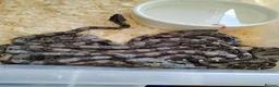 Boa Snake reptiles for sale: A knot of Boa babies  - Advert 4