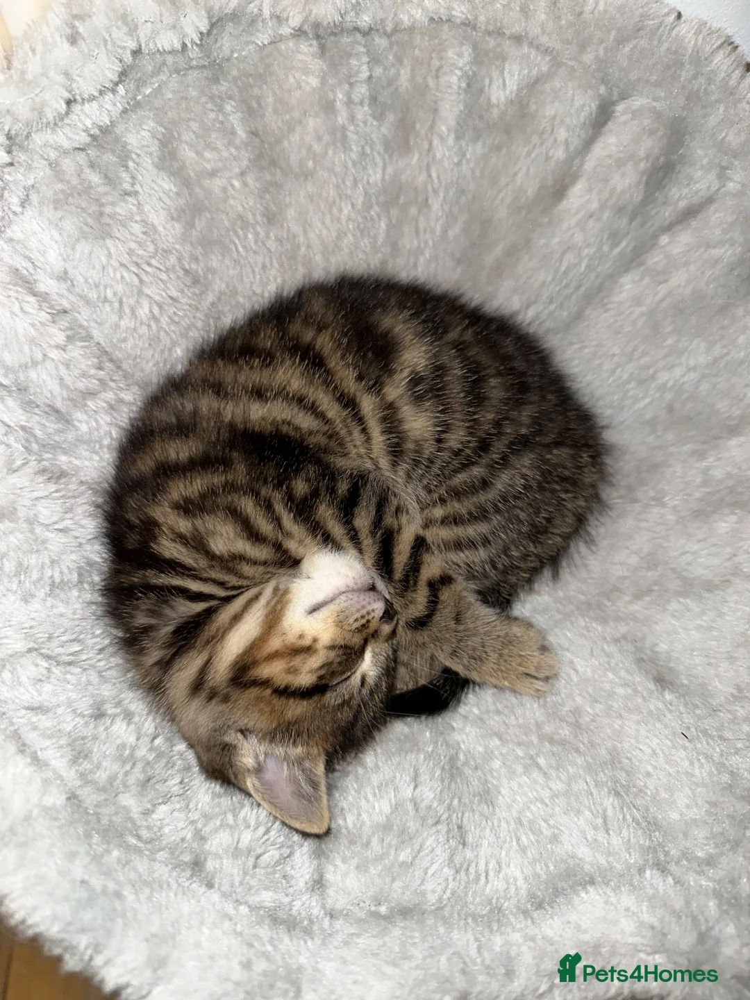 Mixed Breed cats for sale: Mixed‑Breed British Shorthair Kittens! 🐾 - Advert 22