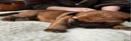 Irish Terrier dogs for sale: Beautiful litter of Irish Terrier puppies for sale in Cardiff - Advert 7