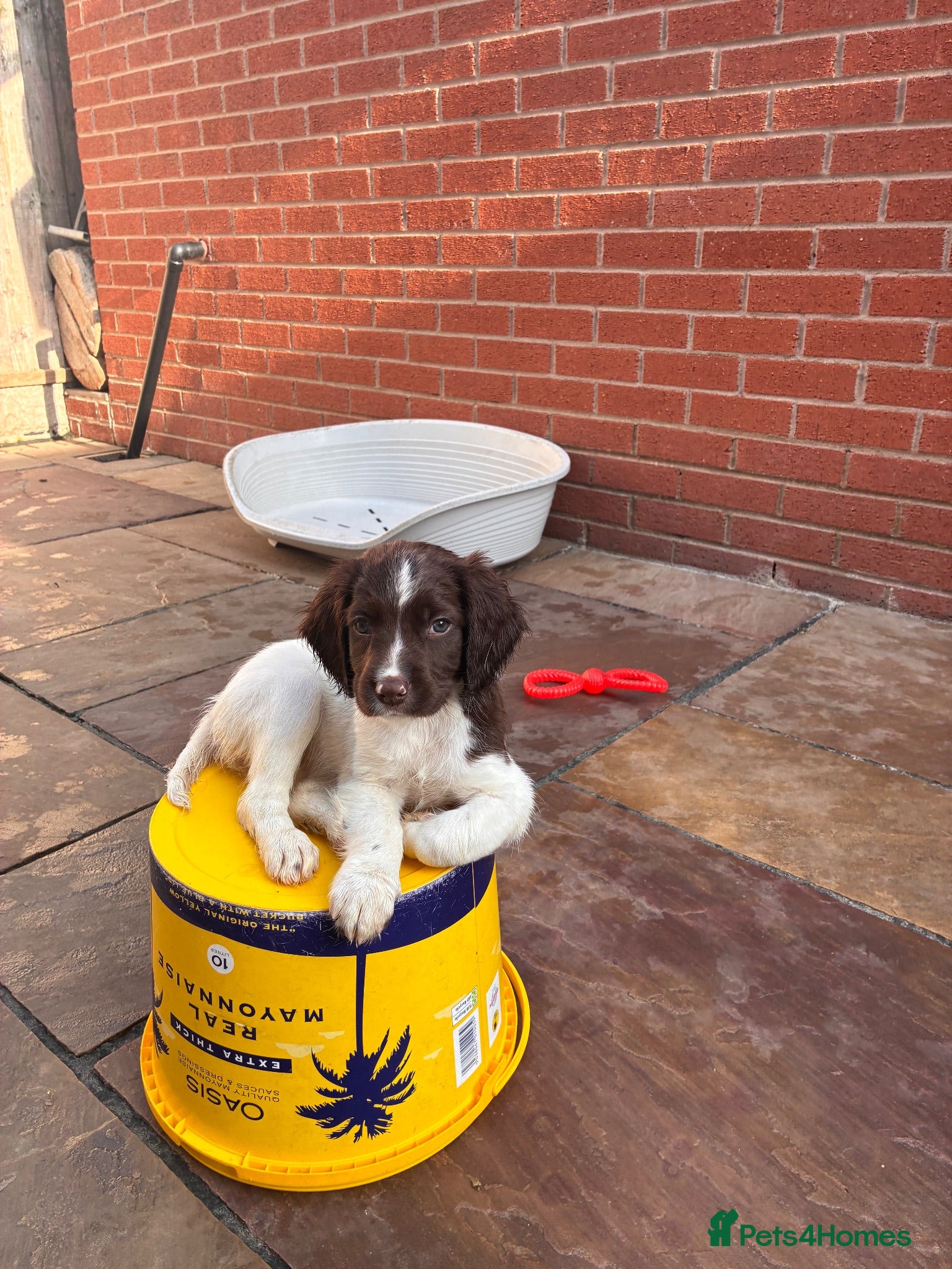 English Springer Spaniel dogs £900 READY TO GO THIS WEEKEND - Advert 16