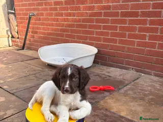 English Springer Spaniel dogs £900 READY TO GO THIS WEEKEND - Advert 16