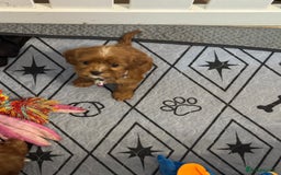 Mixed Breed dogs for sale: Cavapoo puppies  - Advert 10