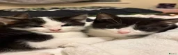 Mixed Breed cats for sale: Kittens  - Advert 13