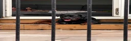 Rottweiler dogs for stud: KC Rottweiler for stud - Advert 10