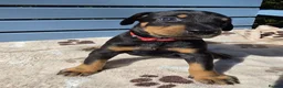 Dobermann dogs for sale: Exceptional KC Dobermann Puppies - Advert 1