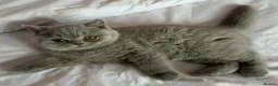 British Shorthair cats for sale: Lilac British shorthair gccf registered kittens  - Advert 9