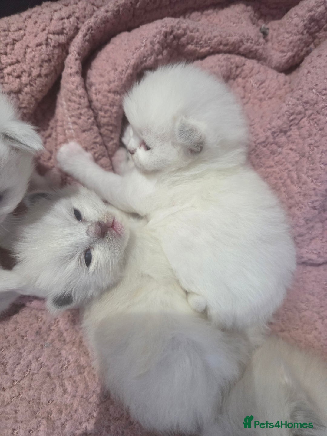 Ragdoll cats for sale: 5 fluffy chunky ragdoll babies for sale - Advert 5