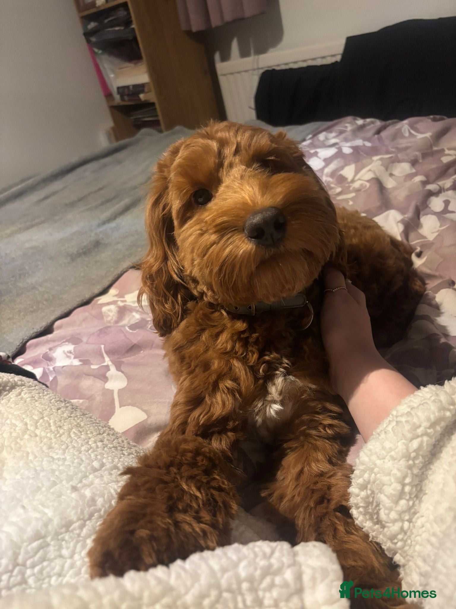 Cockapoo dogs Toy cockapoo male - 10 months - Advert 1