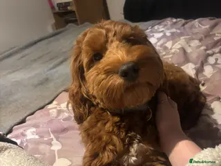 Cockapoo dogs Toy cockapoo male - 10 months - Advert 1