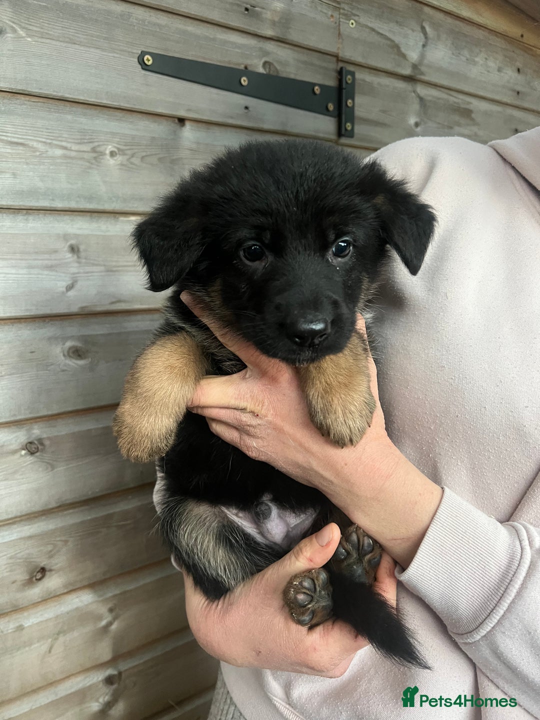 German Shepherd dogs for sale: ✨Last black and gold German shepherd puppy reduced - Advert 16