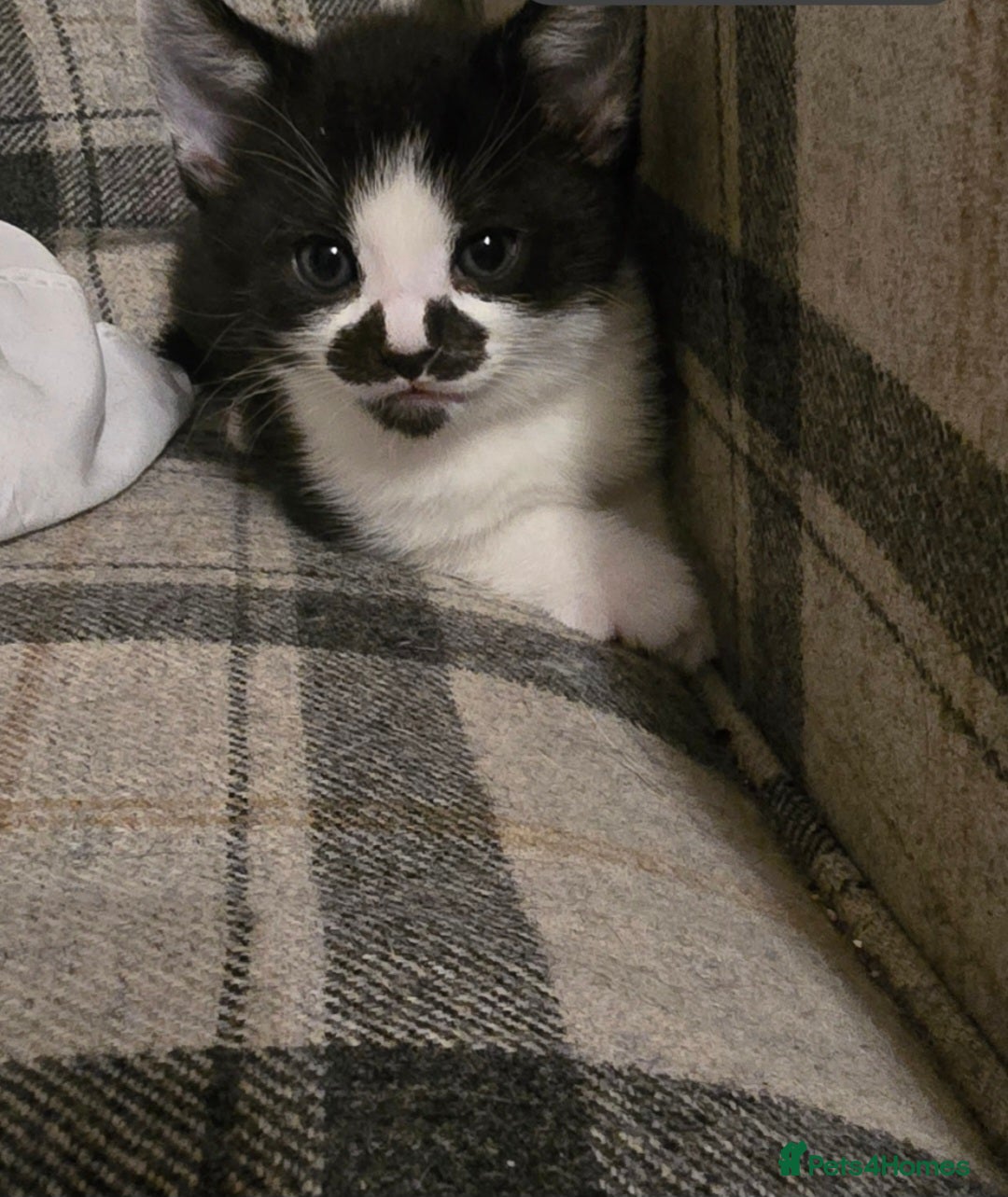 Domestic Shorthair cats for sale: 3 x Cute balls of fluff - Image 2